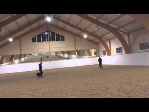 20160217 Länk Elitklass Lydnad Vallhunden Kellie