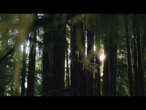 acoustic guitar BGM 01