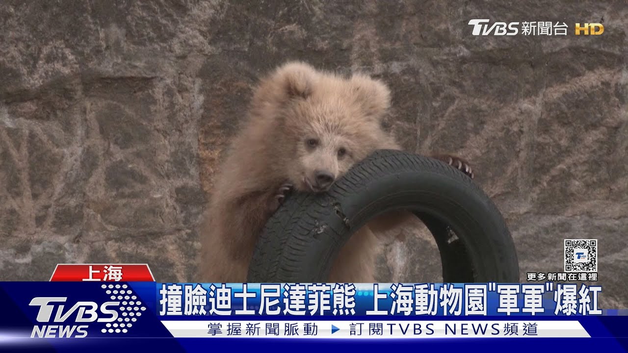 上海動物園大明星!棕熊「軍軍」撞臉迪士尼達菲熊 外媒也報導