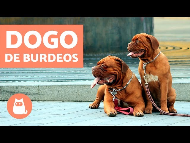 Vídeo relacionado con Felpudo Entrada casa Tapete con Las Reglas del Cachorro Dogo de Burdeos