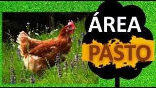 ÁREA DE PASTO PARA AVES: como deve ser?