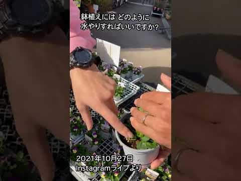 園芸 シュミーユの芳香植物園カミフォリア (49)
