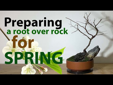 , title : 'Preparing a Young Chinese Elm Bonsai for Spring'
