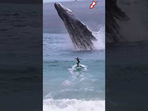 was about to surf when suddenly a giant whale appeared❗😱