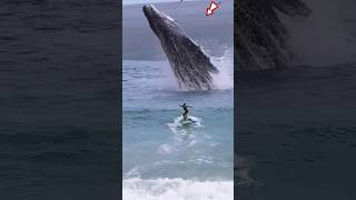 was about to surf when suddenly a giant whale appeared❗😱