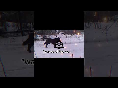 Peace loops and ascension #antizoo #theriantropy #therian #animals