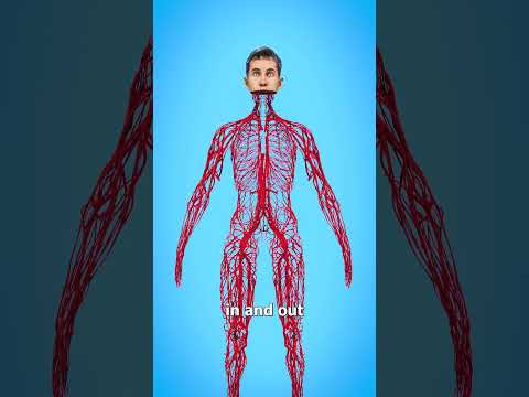 How Long Are Your Blood Vessels? ????