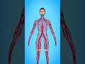 How Long Are Your Blood Vessels? 🤔