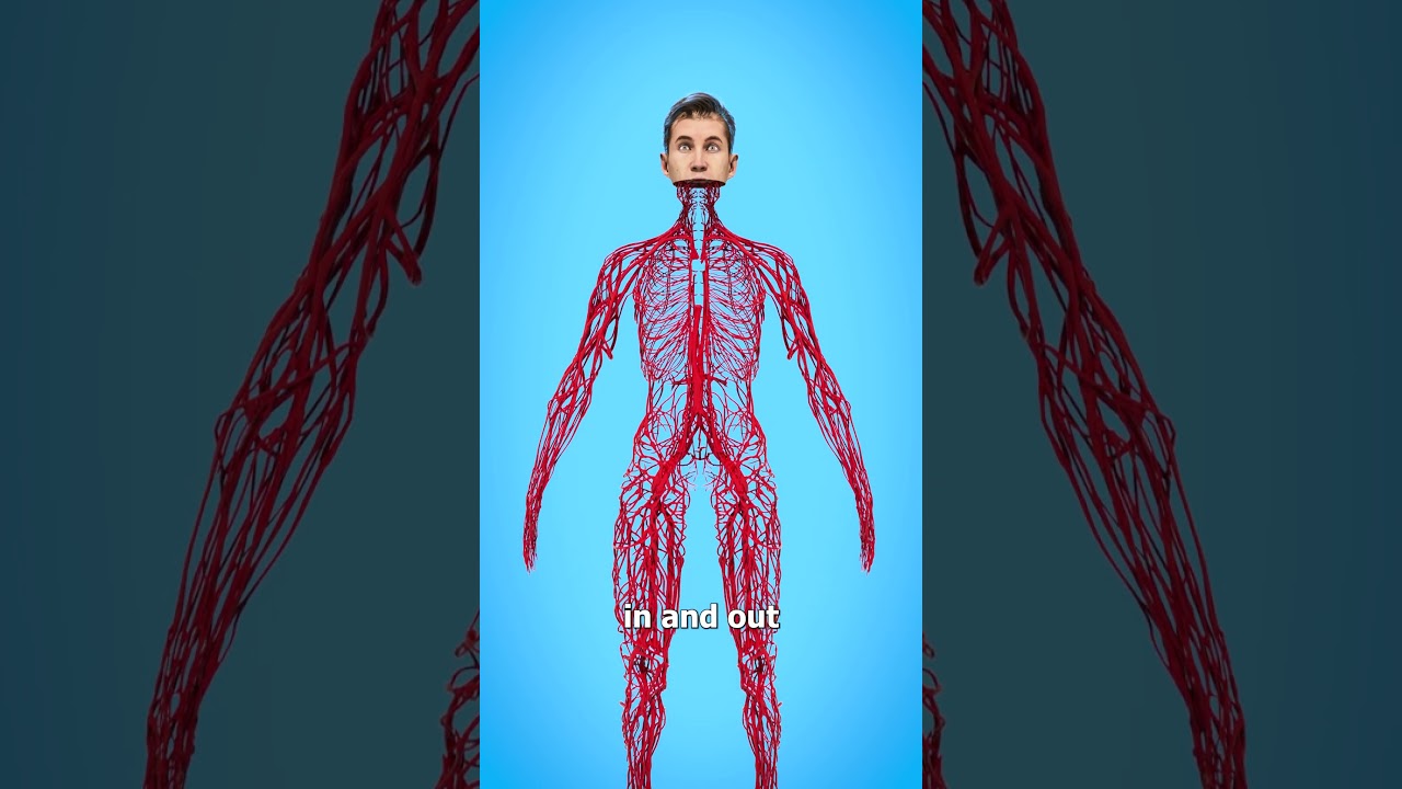 How Long Are Your Blood Vessels? 🤔