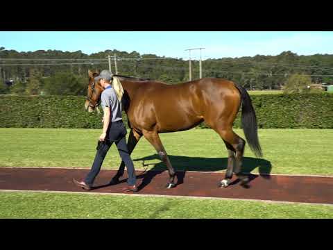 2020 National Broodmare Sale - Royal Welcome Lot 60