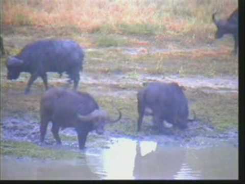 Cape Buffalos - The Dagga Boys