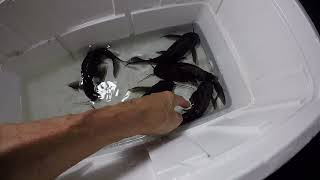 Download Lagu Rasping synodontis, 3 featherfins u0026 2 hybrids, finally after many years of chances land in jerk tank Thumbnail