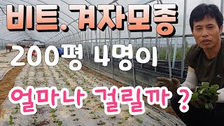 비트 겨자모종 200평   12.000주  4명이 심는데  얼마나 걸릴까 ? 모종심기 달인