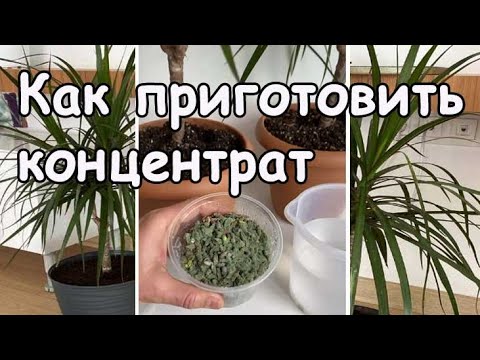 Триходерма Вириде (Trichoderma Viride) 0.5 л, биофунгицид зерновой мицелий гриба, MYCO GUARDIAN - фото 3 - id-p2108993095