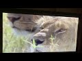 Disneynature African Cats 2011 Lion Pride Hunting Zebra