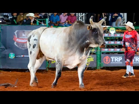 DISPUTA FINAL em TOUROS | Rodeio de PEDRANÓPOLIS-SP 2025