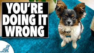 STOP Training Your Small Dog Like a Big Dog