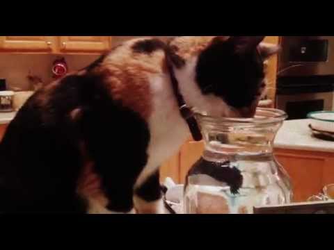 Cat drink water from Betta fish tank