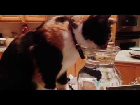 Cat drink water from Betta fish tank