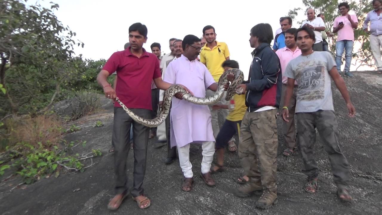 Huge Python attacks man as he tries to take a Selfie
