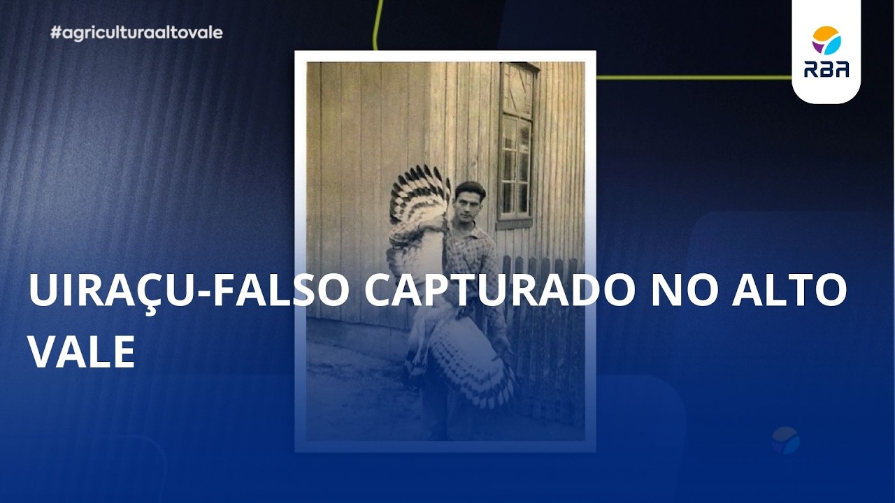 Uiraçu-falso capturado no Alto Vale há décadas hoje é peça de museu