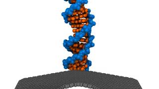 Water compression blocks DNA