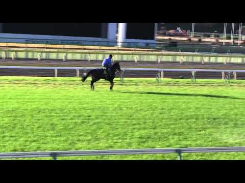 TDN On the Scene: Japan Cup - Friday Update