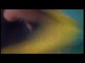 Thwilagwn Thwilagwn Bodo Song Mori Jam Mori Jam Assamese Vedio