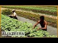 Floating farms in Bangladesh help farmers survive floods