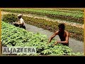 Floating Farms In Bangladesh Help Farmers Survive Floods