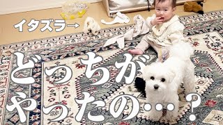 【モニタリング】イタズラがママにバレた時の兄犬と赤ちゃんの反応が可愛すぎた…笑【マルプー×生後10ヶ月】
