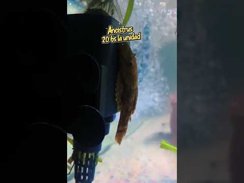 ¿Te gustaría tener un par de Ancistrus ? Escribime, estamos ubicados en Tarata-Cochabamba #ancistrus