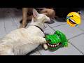 277 Hilarious Cats And Dogs Moments 2025 Try Not To Laugh