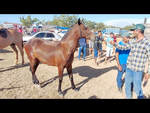 FEIRA DE CAVALOS DE CAMPO GRANDE ALAGOAS #nordeste 