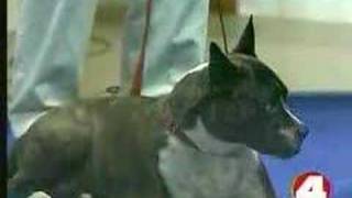 Bark Busters - Patrick Logue - Bark Busters' Dog Training Methods