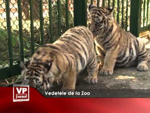 Vedetele de la Zoo