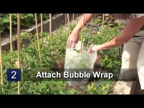 How to Protect Tomato Plants With Bubble Wrap