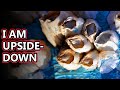 Barnacle facts: You may want to avert your eyes... | Animal Fact Files
