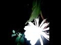 Dutchmam S Pipe Cactus Flower Gul E Bakawali