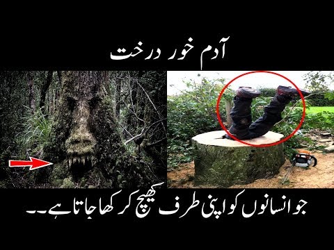 Man Eating Trees - Adam Khor Darakht - Mysteries Of Trees - Urdu Documentaries 2018