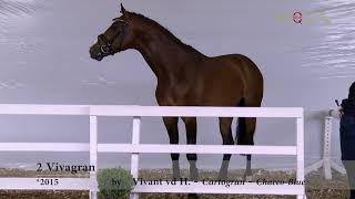 Video koně Vivagran