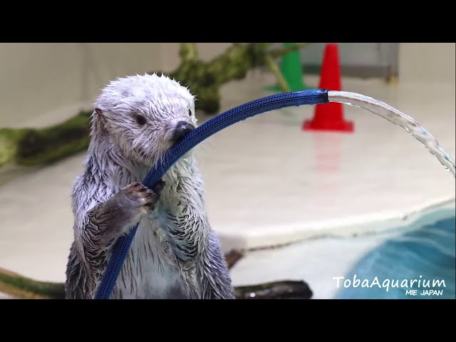 【鳥羽水族館】ラッコのメイちゃんの放水訓練が可愛すぎる！のサムネイル画像