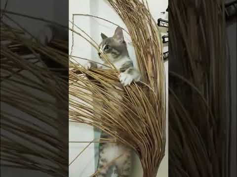 🐱My Big Cat Family  & Friends - Kouki #shortcat #short #shortvideo  #catsshortsvideo  #catsshorts
