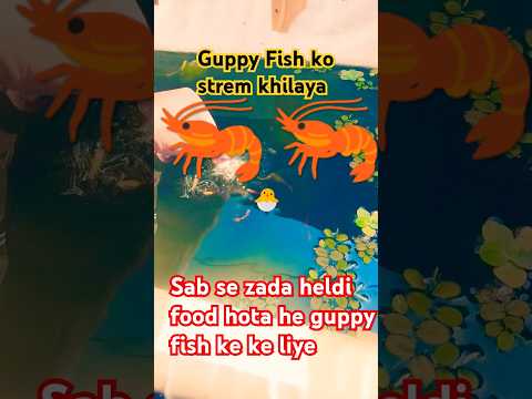 How to Feed Guppy Fish: A Complete Guide