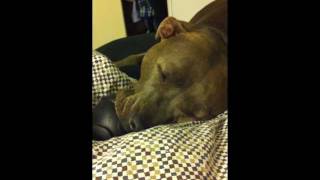 Pit Bull Squeezing Ball while falling asleep