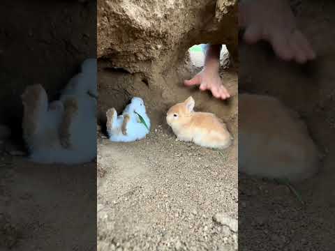 Attraper un lapin, plan de démarrage d'un animal de compagnie, lapin original soleil d'or