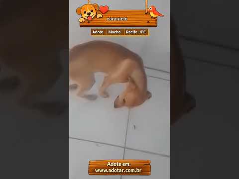 Vídeo de caramelo
