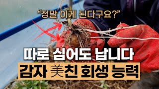 감자의 놀라운 능력 이렇게 해도 감자가 살아 날 줄 몰랐습니다 #에너지농법
