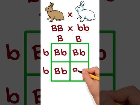 Simple Genetic Cross Example Using Punnett Squared