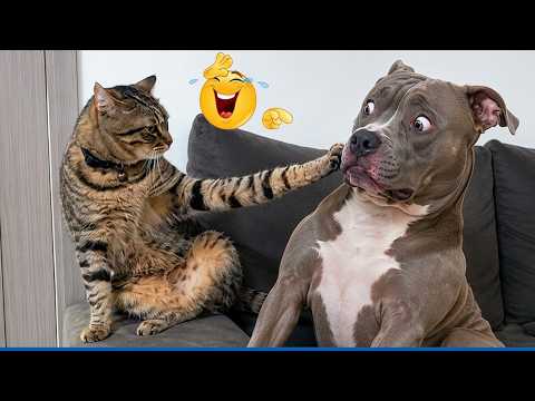 Impossible Not To Laugh 🤣 Funniest Cats & Dogs!